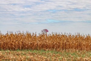Boletim do Sistema Famasul da 1ª semana de agosto de 2023 traz condições da safrinha de milho 2023, previsão do tempo e avanço da colheita