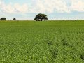 Reportagem especial da Embrapa conta linha do tempo que transformou Brasil em maior produtor mundial de soja